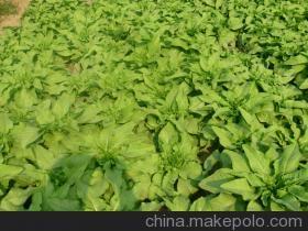 产地直供鲜嫩一级莴苣 惠民浩东合作社限时特惠