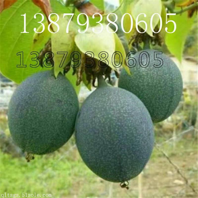 江西齐乐果蔬种植甜百香果苗 品质与价格的双重之选