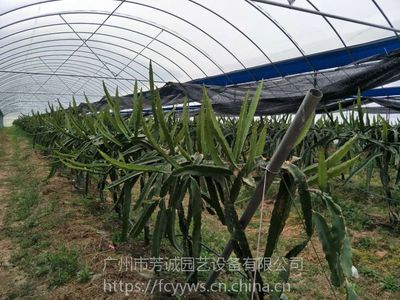果蔬温室大棚 现代高效种植的核心基础设施