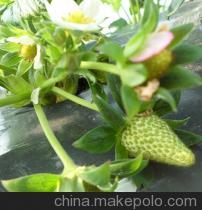 「莓」好鲜甜 上海鑫和草莓的专业供应之路